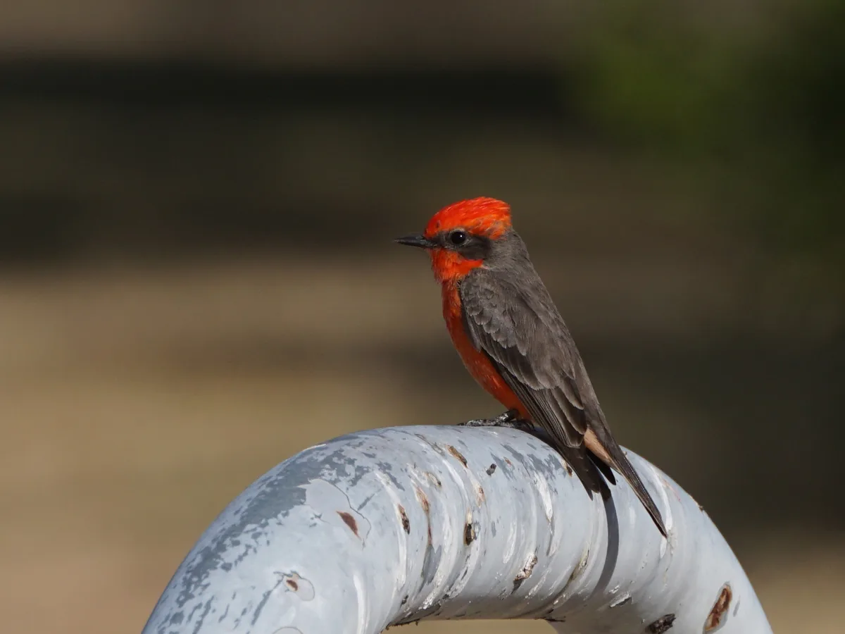 The Stunning Vermilion Flycatcher