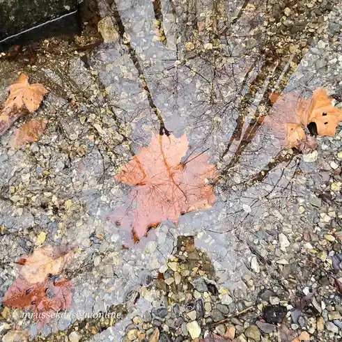 A close-up photo of a shallow puddle on a gravel surface, reflecting bare tree branches and several orange-brown fallen…
