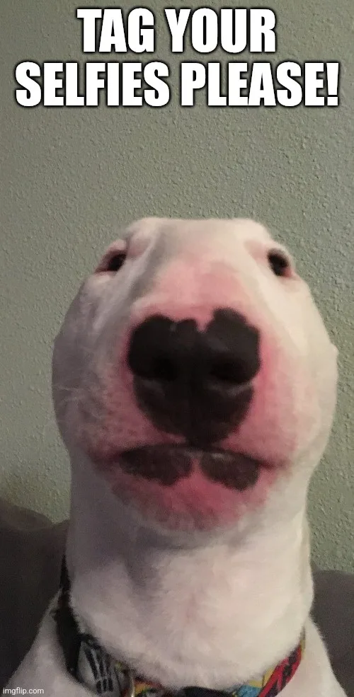 A close-up photo of a white bull terrier's face, looking directly at the camera with a slightly tilted head. The dog has a…