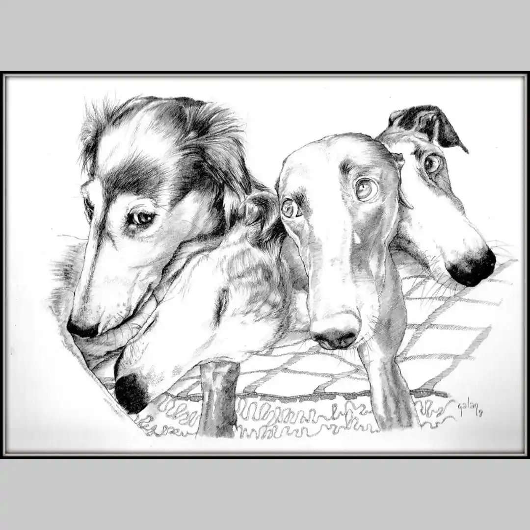 a black and white pencil drawing shows three greyhounds with expressive eyes, one looking directly at the viewer, another…