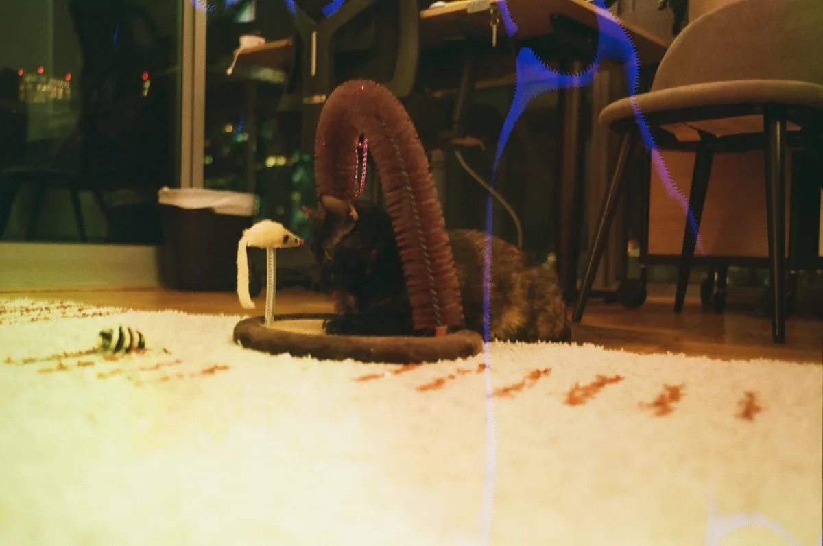 A dark-furred cat sits on a white rug, intently focused on a small white mouse toy on a stand, with a large brown cat toy…