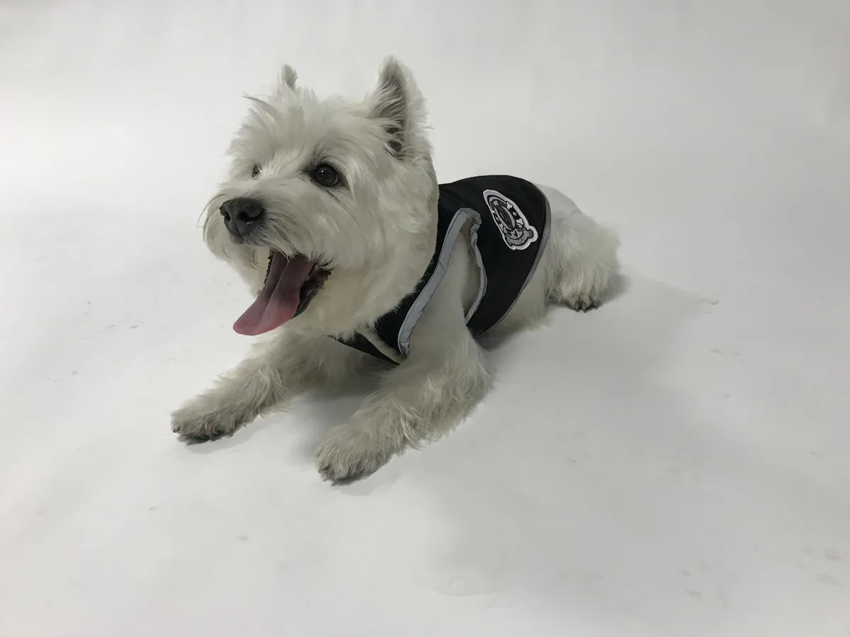 A white West Highland Terrier lies on a plain white floor, wearing a black vest with a patch, its mouth open and tongue out…