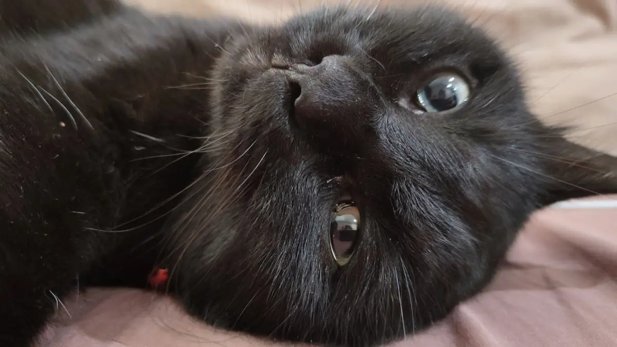 A close-up photo of a black cat lying on its back on a pink surface, looking upward with wide, expressive eyes. The cat's…