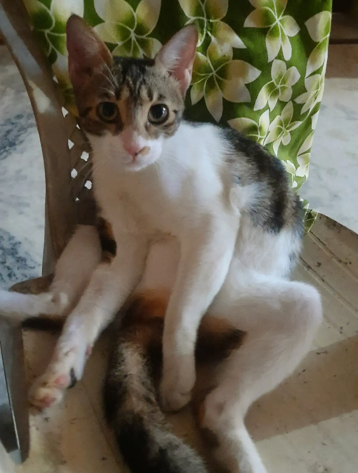 A tabby and white cat sits on a chair with a green floral pattern, looking directly at the camera with wide, innocent eyes…