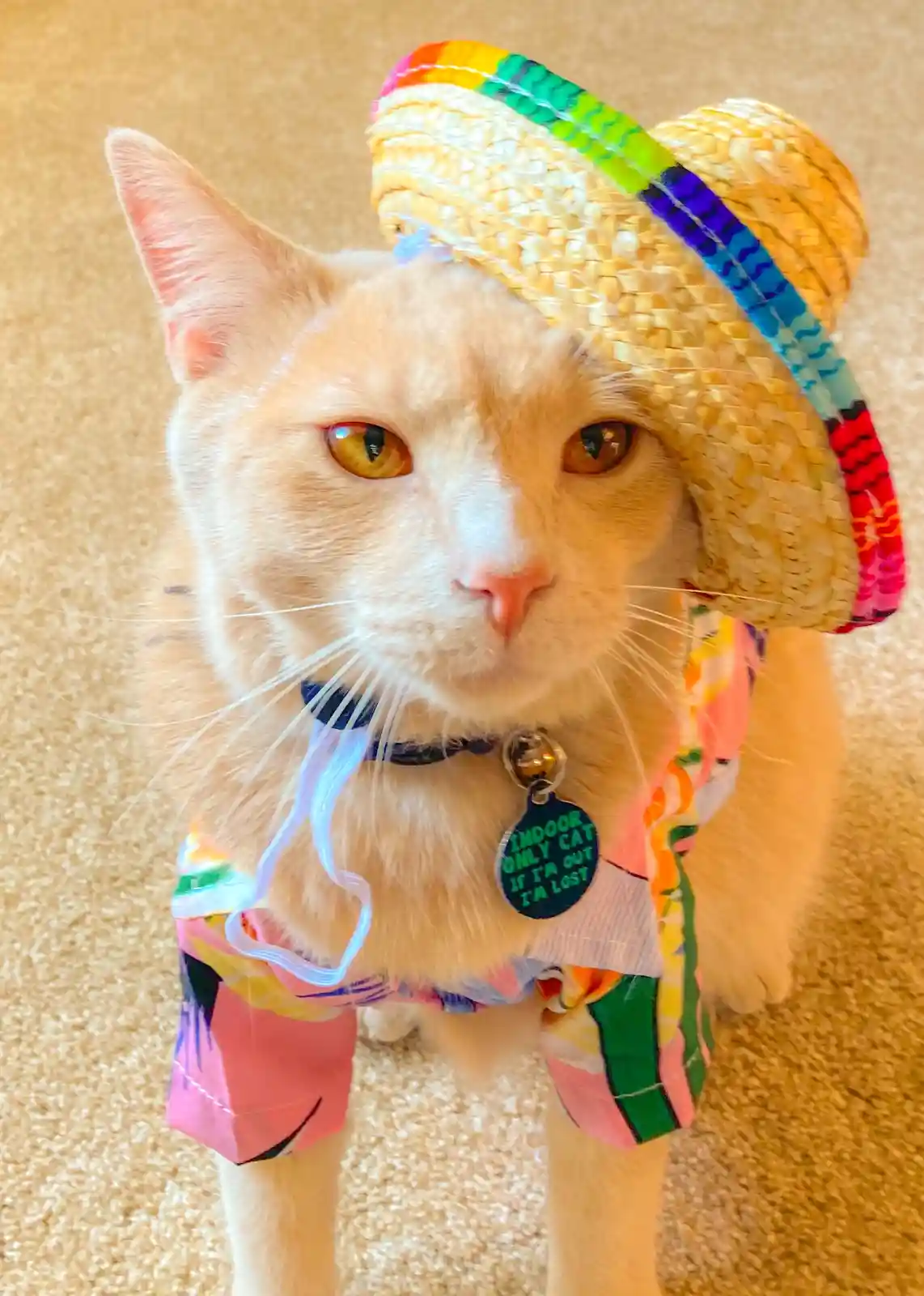 A light orange cat with a stern expression wears a colorful straw hat and a vibrant, patterned Hawaiian-style shirt. Around…