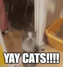 A six-panel grid shows a small, blurry gray kitten standing on its hind legs in a doorway, arms outstretched in an excited…
