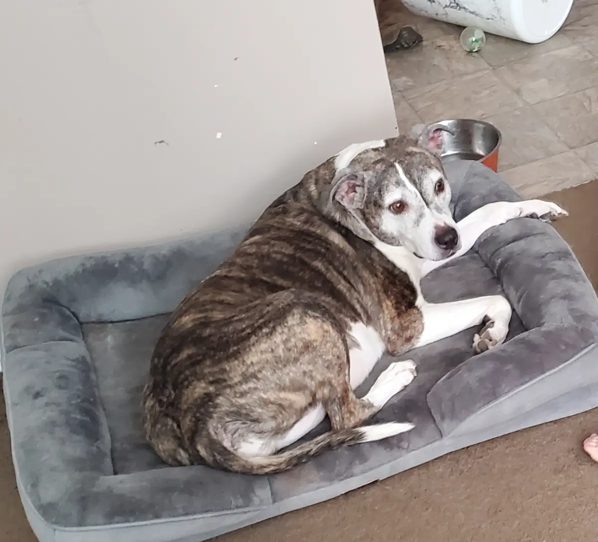 A brindle and white dog with a tired expression lies curled up on a grey dog bed, looking directly at the camera. A metal…