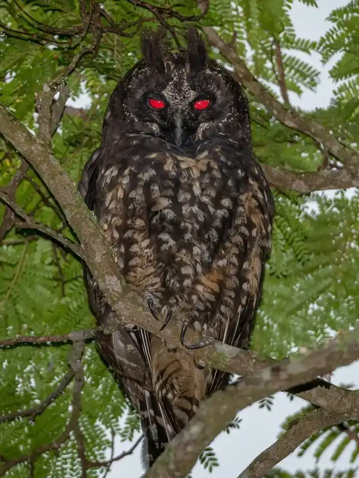 A dark-feathered owl with digitally altered glowing red eyes perches on a tree branch surrounded by green leaves. The…