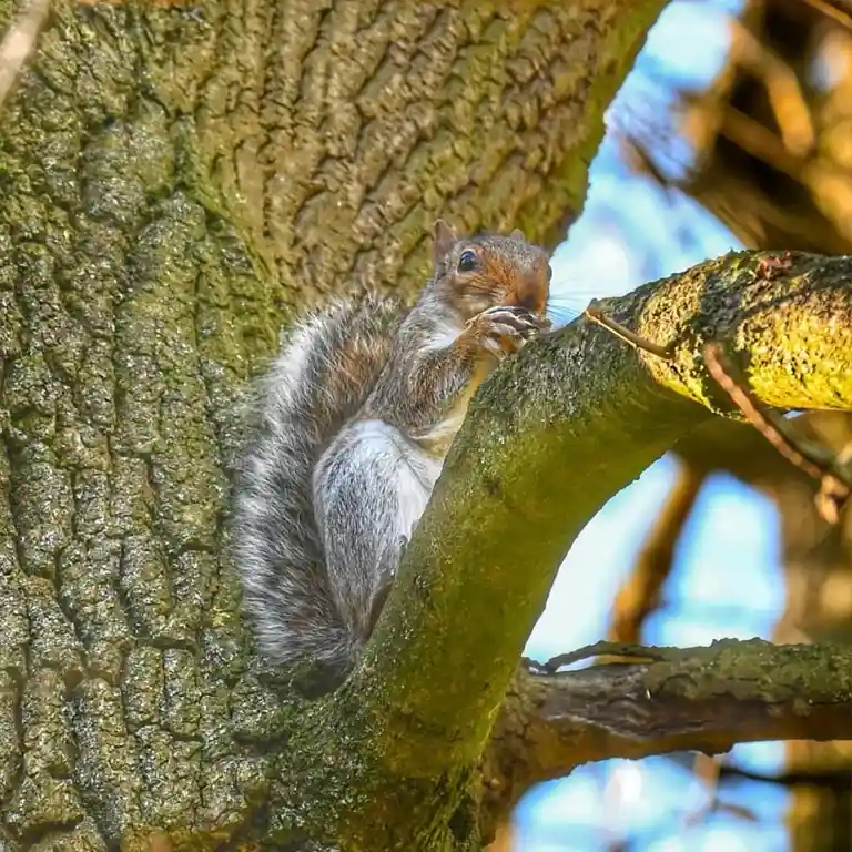 A gray squirrel is perched on a tree branch, holding food in its paws and looking intently forward. The image has text…
