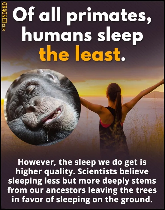 A meme image features a woman with her arms outstretched facing a sunset, overlaid with text stating 'Of all primates…