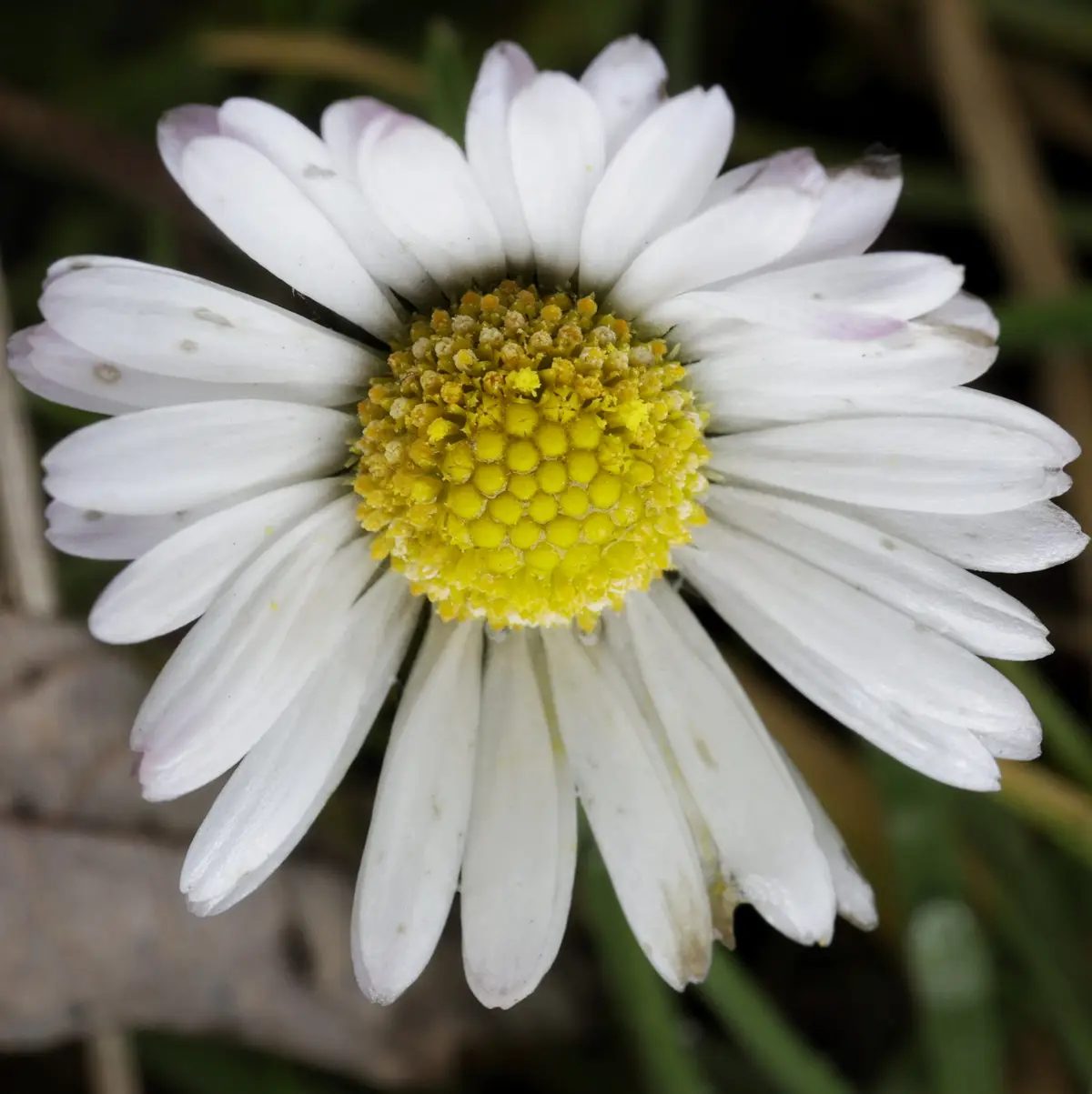 A close-up photo of a white daisy with a yellow center, set against a blurred natural background. The image has the overlaid…