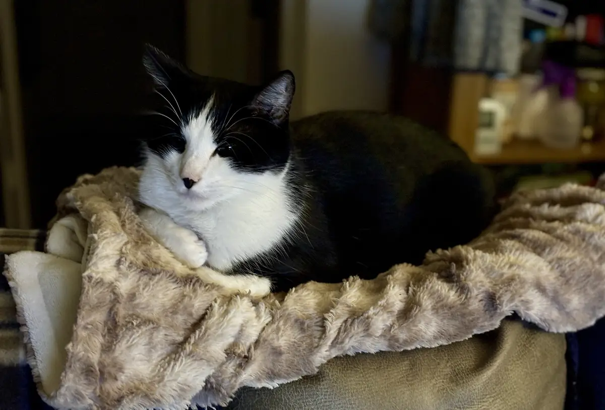 A black and white cat is lounging on a fluffy, brownish-gray blanket draped over a couch, looking relaxed and slightly…