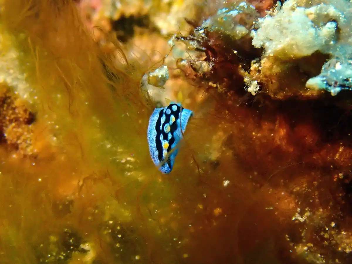 A small, blue sea slug with black stripes and yellow spots is clinging to underwater coral or rock. The background is a…