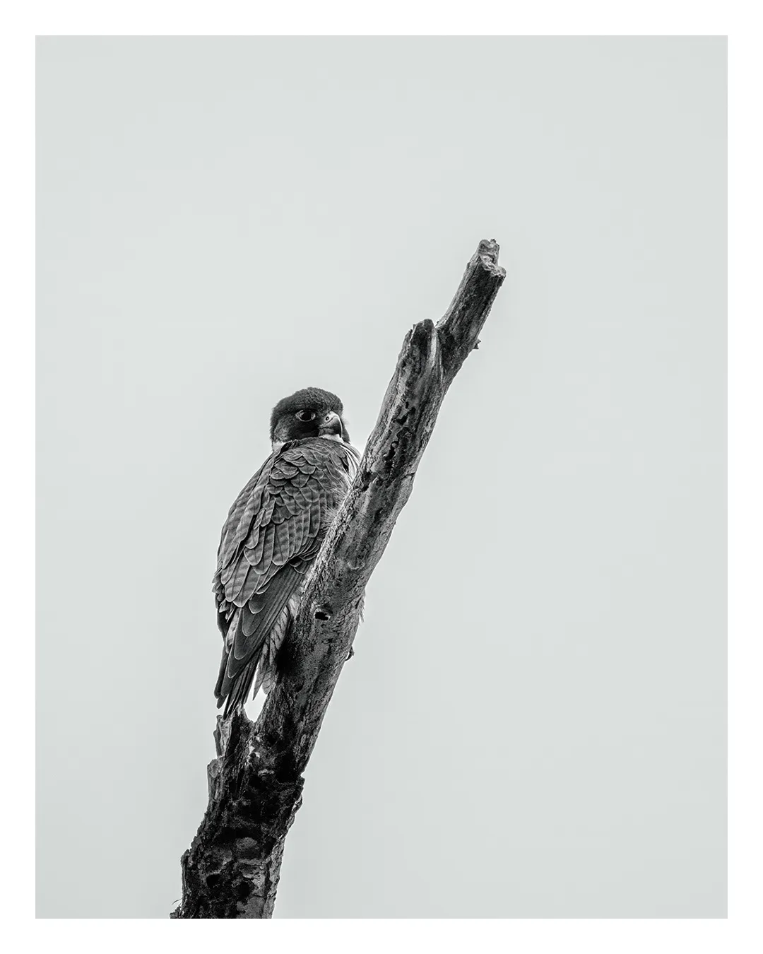 The Majestic Peregrine Falcon in Action