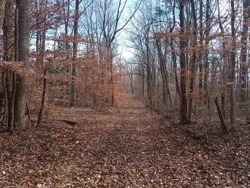 A photo of a narrow dirt path winding through a deciduous forest in late autumn or early winter, with bare trees and a…