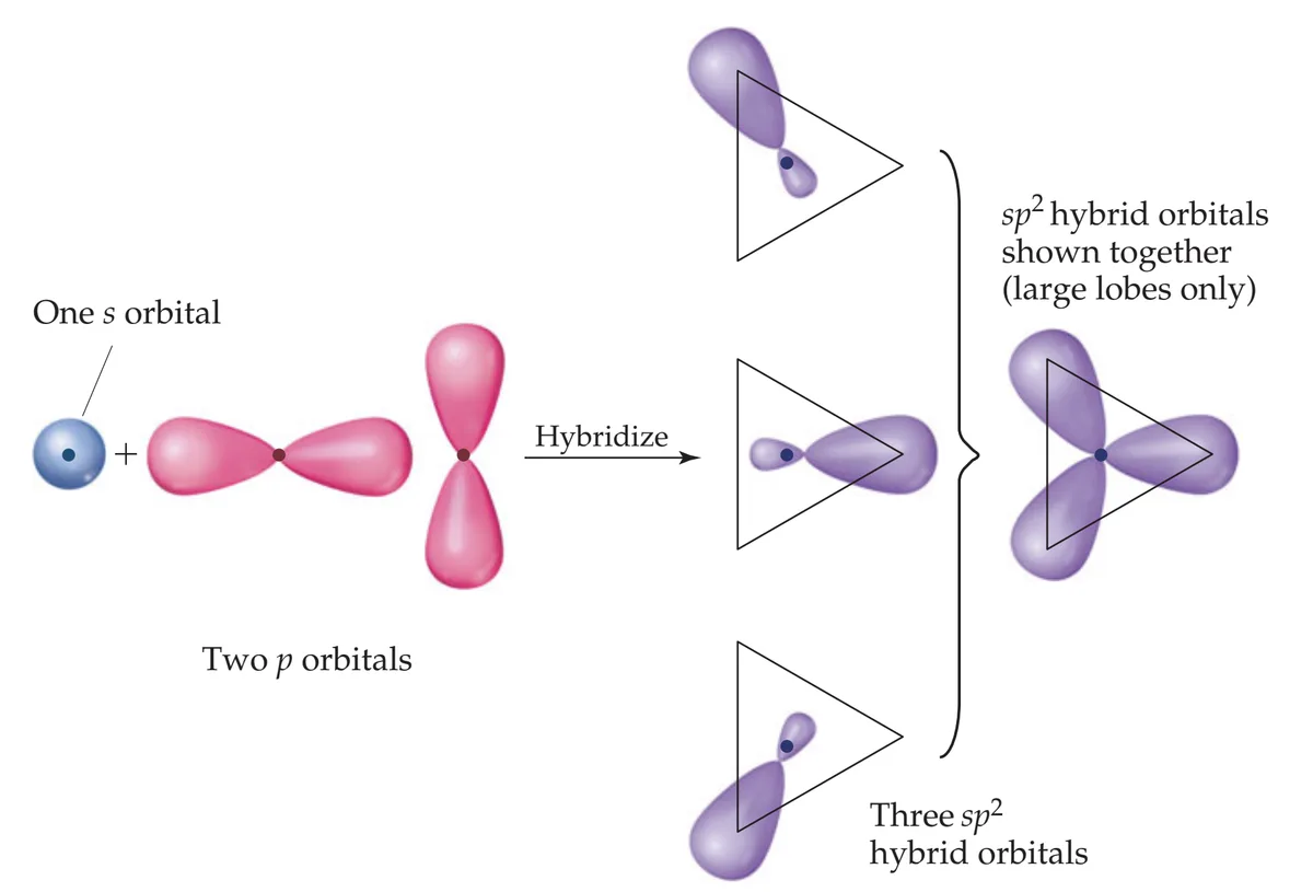 The image shows a scientific diagram illustrating atomic orbital hybridization, where one spherical s orbital and two…