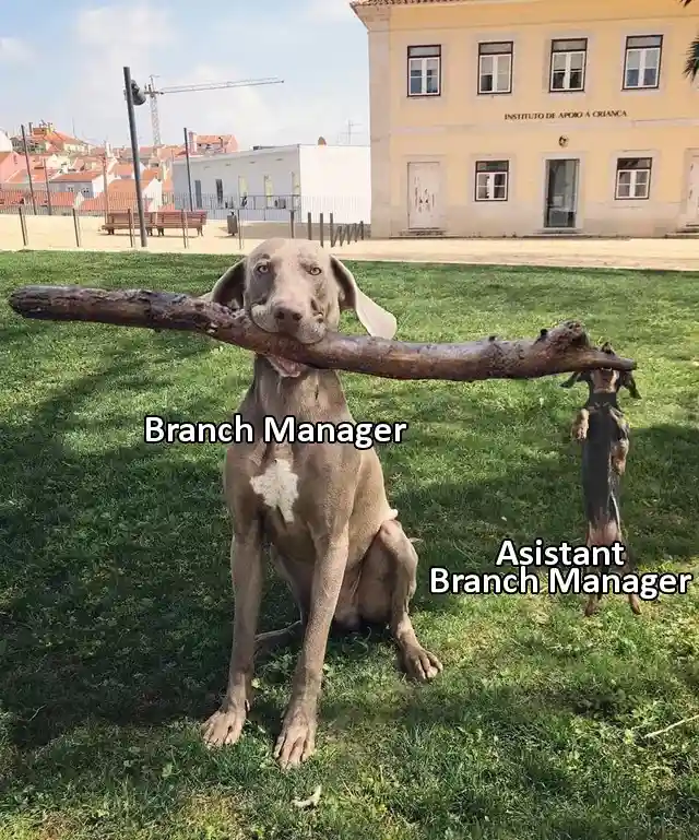 A large Weimaraner dog sits proudly on green grass holding a thick, gnarled branch horizontally across its mouth, labeled…