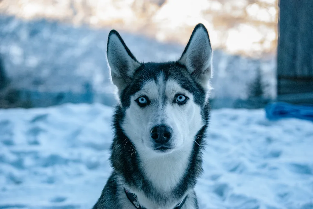 A close-up photo of a Siberian Husky with striking blue eyes and black-and-white fur, sitting in a snowy outdoor setting…