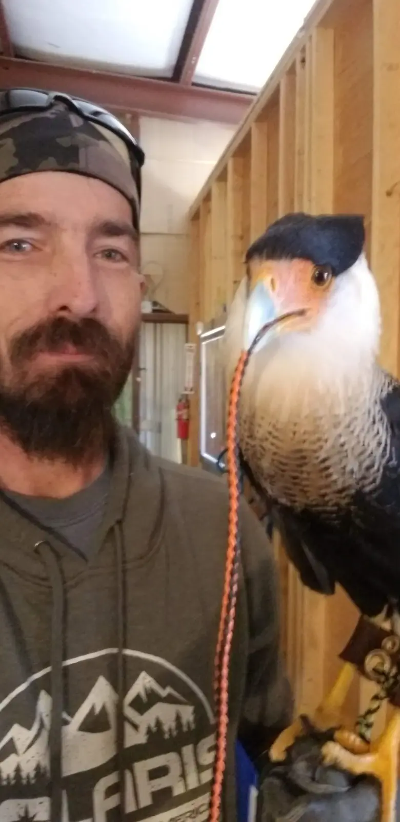 A man with a beard and camouflage headband takes a selfie indoors with a caracara bird perched on his gloved hand. The bird…