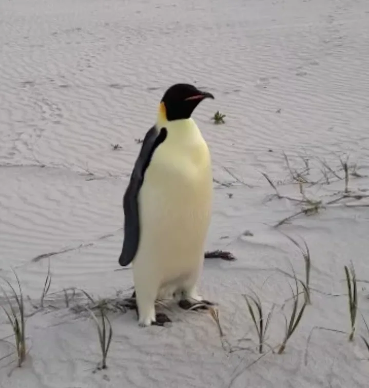 Meet the Emperor Penguin, the furthest north ever recorded—looks like Pengie took a wrong turn!