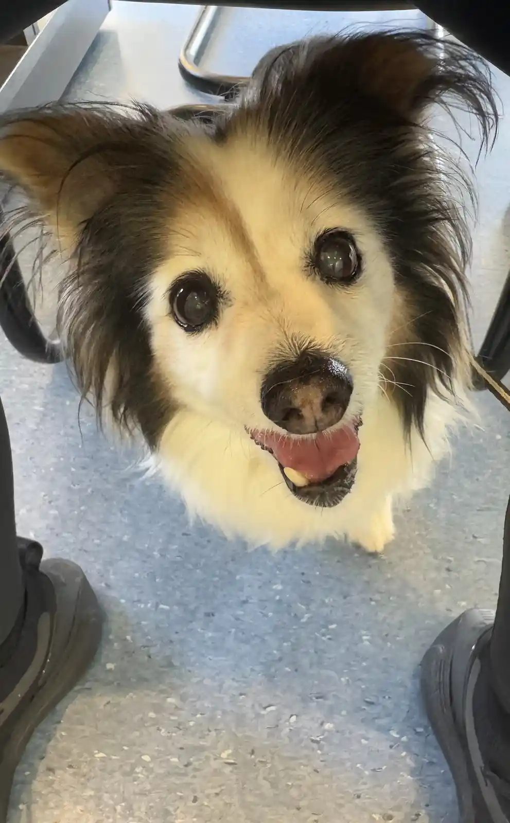 A close-up photo shows a fluffy dog with black and white fur looking up with wide, pleading eyes and its tongue slightly…