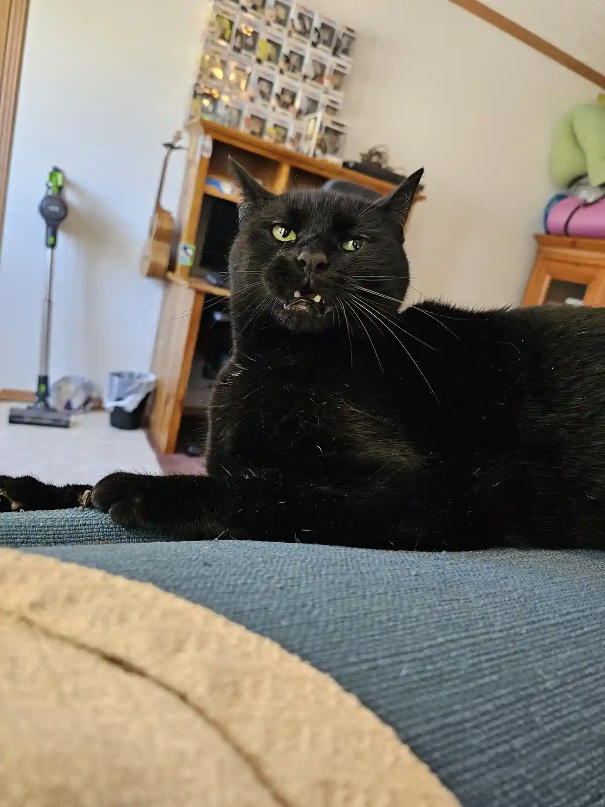 A black cat with glowing green eyes and bared teeth sits on a blue couch, looking intensely displeased. The background shows…