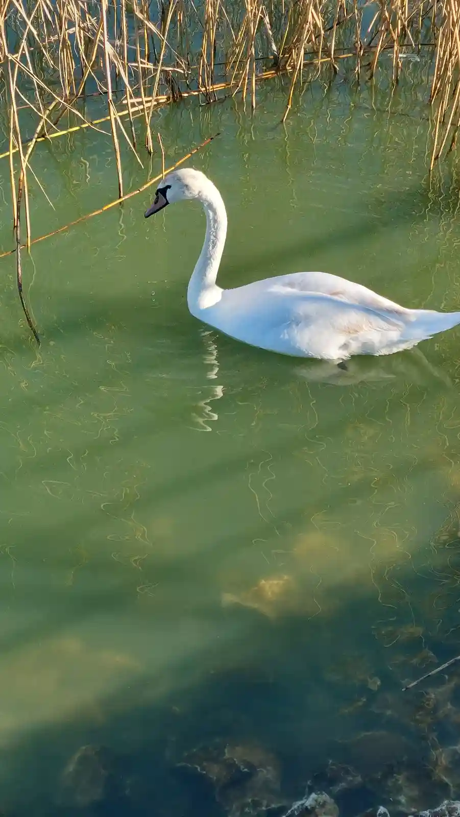 A white swan with a long curved neck swims calmly in greenish water near reeds. The image has overlaid text reading 'i'm not…