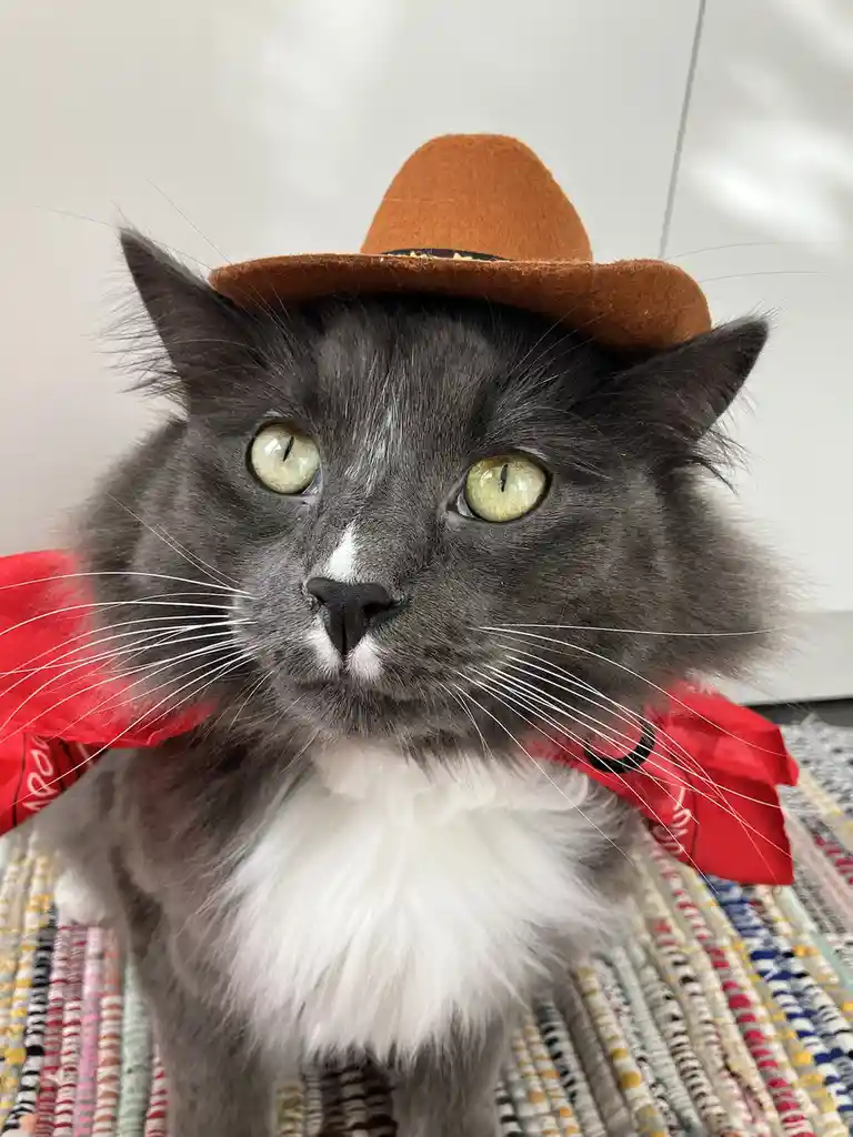 A gray and white long-haired cat with green eyes wears a small brown cowboy hat and a red bandana around its neck, sitting…