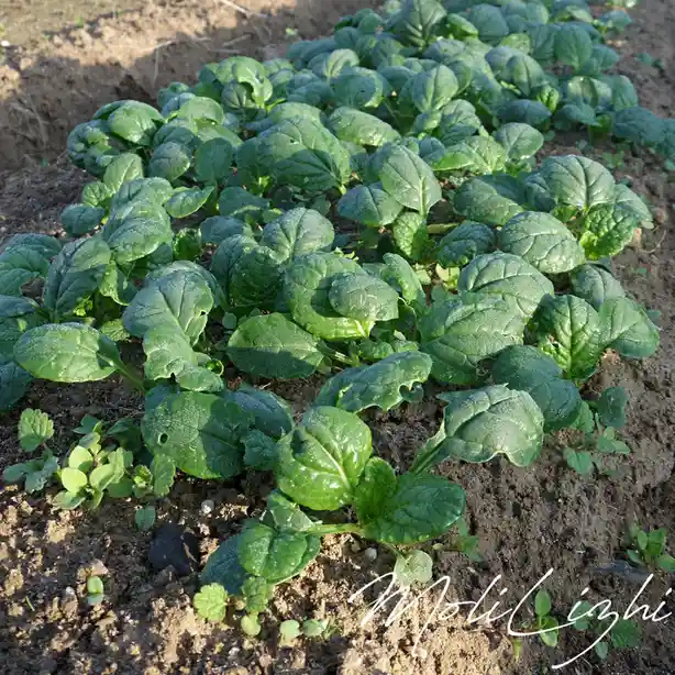 Rows of vibrant green spinach plants growing in rich brown soil, with dewdrops glistening on their leaves. The image has a…