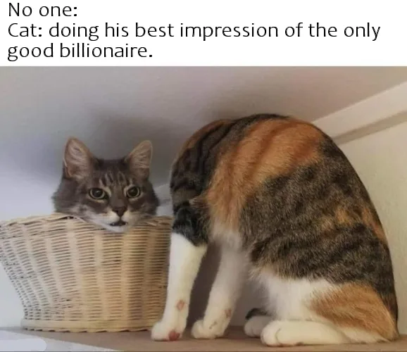 A calico cat with a white chest and paws is partially inside a wicker basket, looking out with wide eyes. The cat's body is…