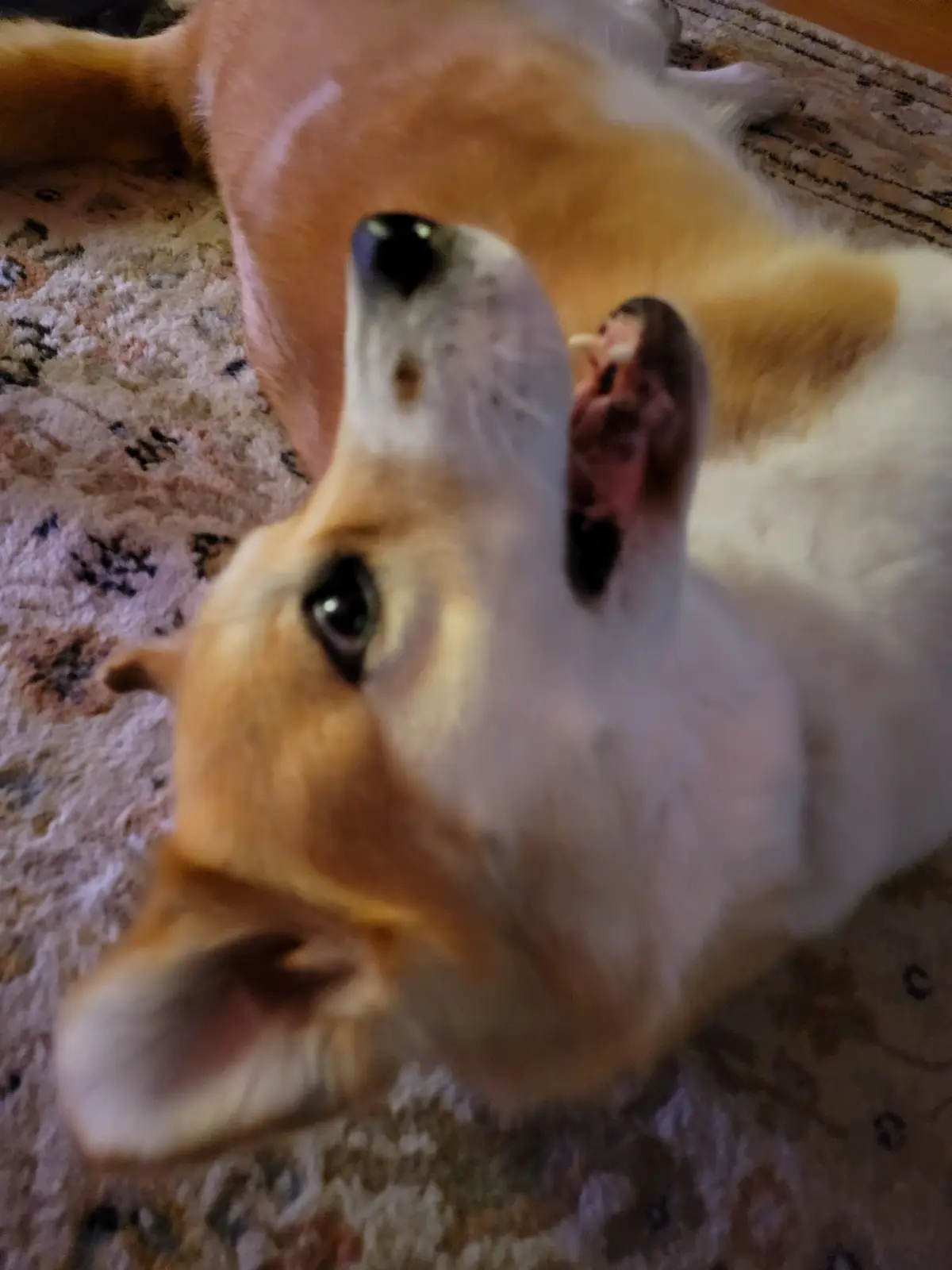 A tan and white corgi lies on its back on a patterned rug, looking up at the camera with its mouth open and tongue out…