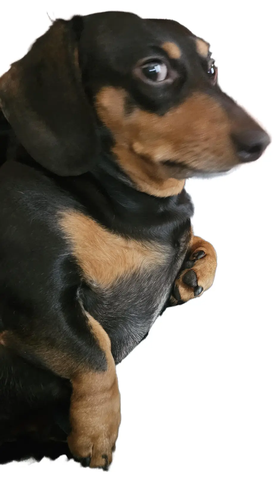 A black and tan dachshund sits upright against a white background, looking off to the side with large, expressive eyes. Its…