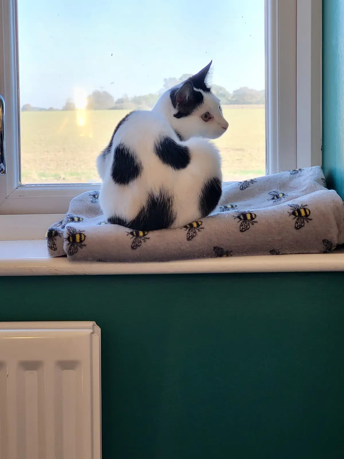 Bodhi's Adorable Spots