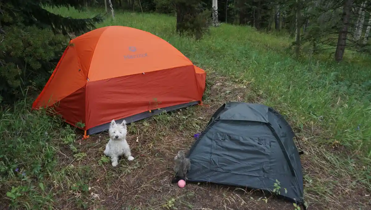 An orange Marmot tent and a smaller black tent are set up in a grassy forest clearing. A small white dog sits proudly in…