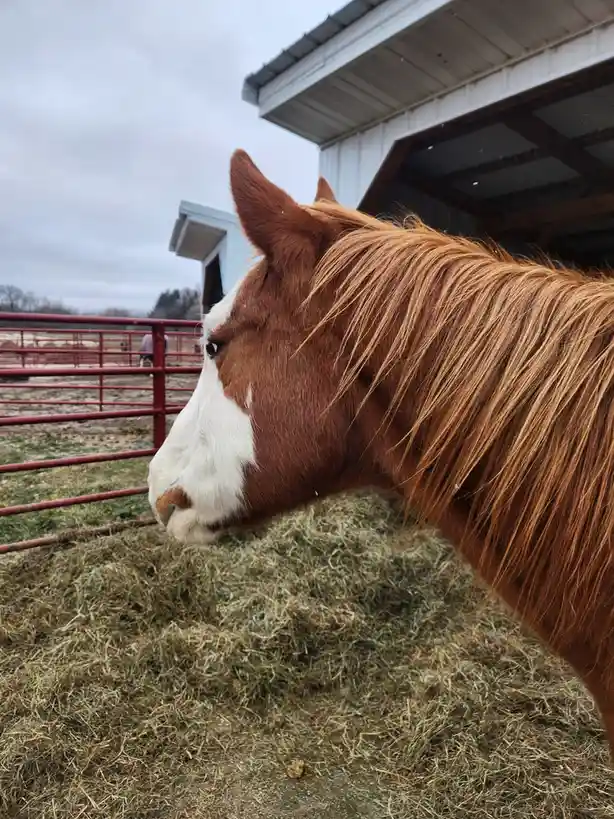A brown and white horse with a long mane is shown in profile, eating hay from the ground in a fenced outdoor area near a…