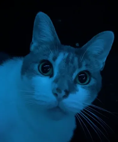 A close-up of a white and gray cat with wide, startled eyes staring directly at the camera under blue lighting against a…