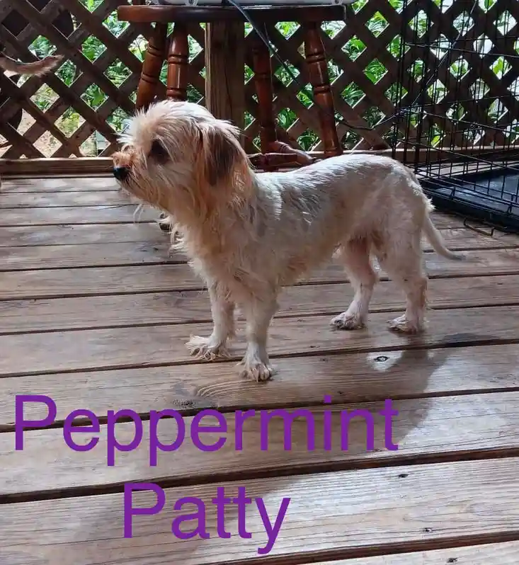 A small, scruffy, light-colored dog stands on a wooden deck, looking off to the side. Behind it is a wooden lattice fence, a…