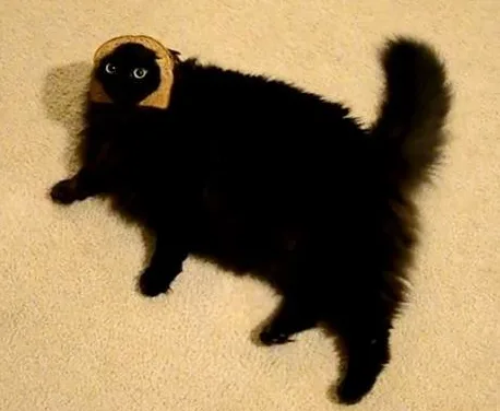 A fluffy black cat lies on a beige carpet, wearing a small, light-brown paper bag over its head, with only its eyes visible…