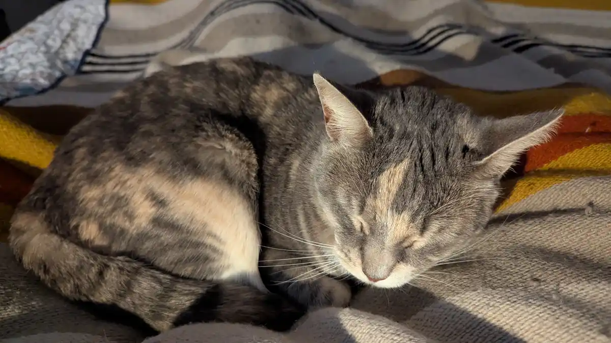 A gray tabby cat is curled up and sleeping soundly on a colorful blanket, with sunlight highlighting its fur. The overlaid…