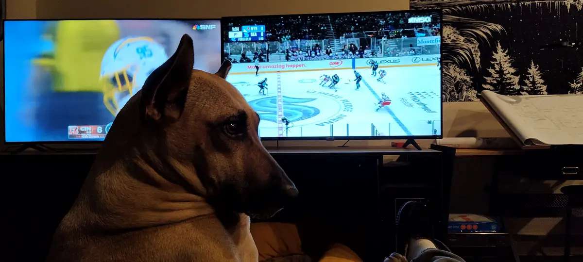 A brown dog sits in profile, intently watching a TV screen displaying a hockey game. The TV shows two separate broadcasts…
