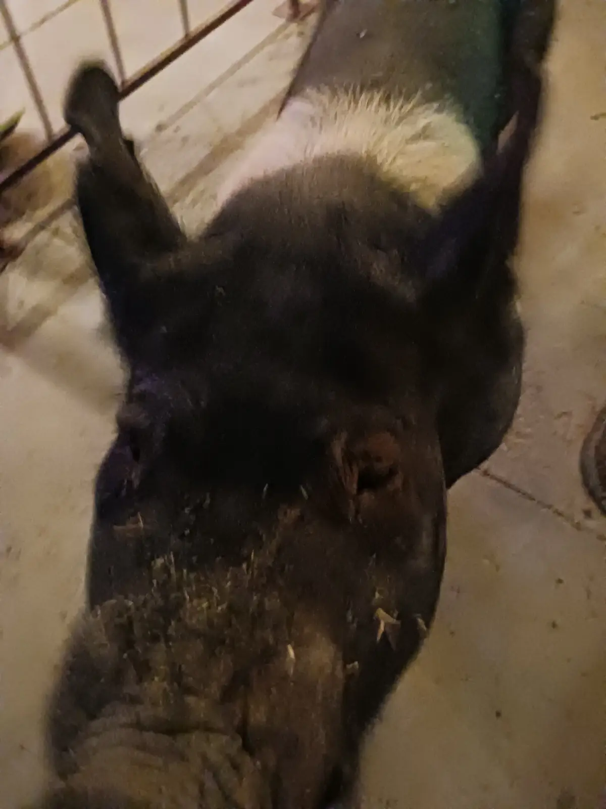 A close-up, slightly blurry photo shows a dark-colored donkey lying on its back on a tiled floor, with its legs in the air…
