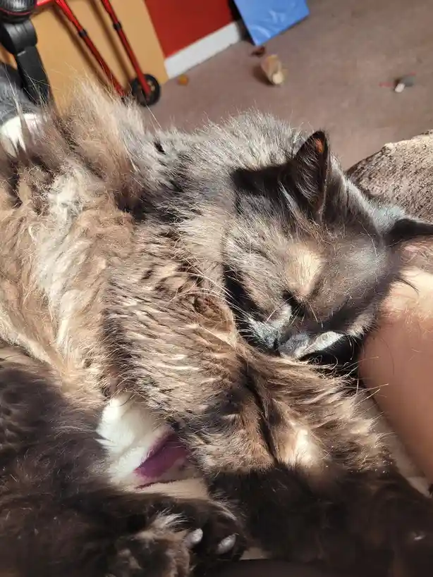 A fluffy, long-haired cat with dark brown and white fur is sleeping soundly on its back, exposing its belly and paws, while…