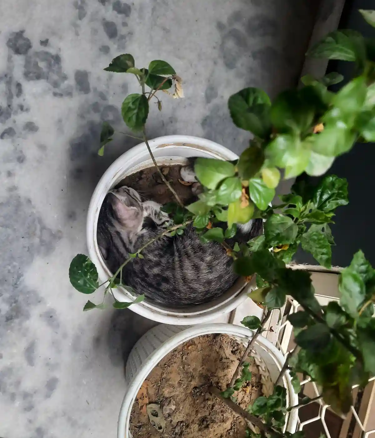 A gray tabby cat is curled up and sleeping inside a white ceramic flower pot filled with soil, partially obscured by green…