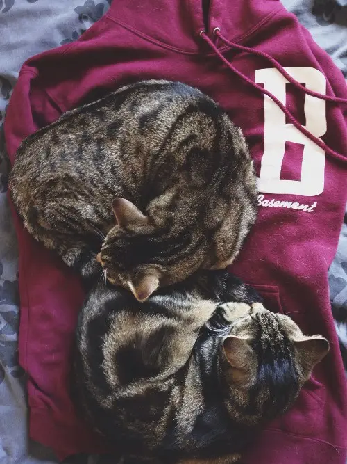 Today's Feline Stars: Cats Stealing the Show