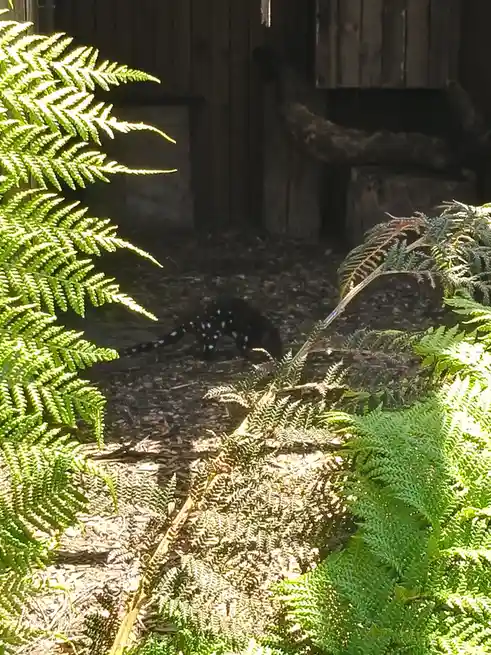 A High-Quality Quoll Post That Delivers!