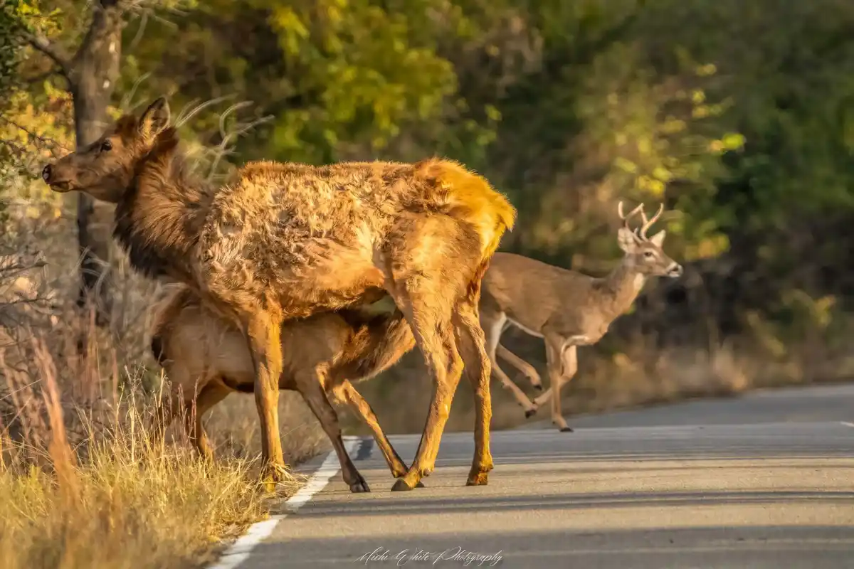 A large elk, appearing to be a mother, is captured mid-stride on a paved road with her calf partially visible beneath her…