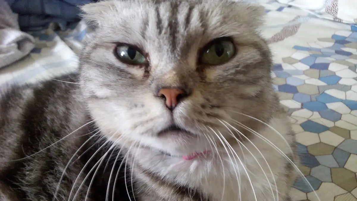 A close-up photo of a gray tabby cat with green eyes and a slightly downturned mouth, looking directly at the camera with an…