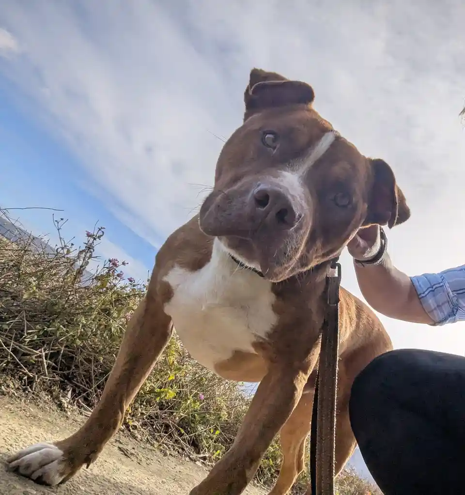 A brown and white pit bull-type dog with a white chest and a white stripe down its face is being petted by a person wearing…