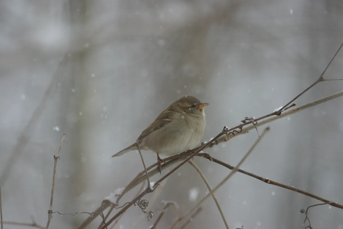 A small brown bird, likely a sparrow, perches calmly on a snow-dusted bare branch during a light snowfall. The background is…