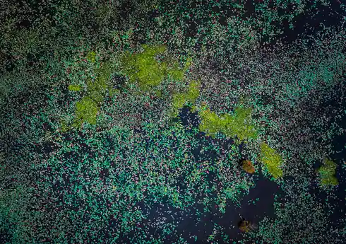 An aerial view of a dark water surface densely covered with green lily pads, forming a pattern that vaguely resembles a…